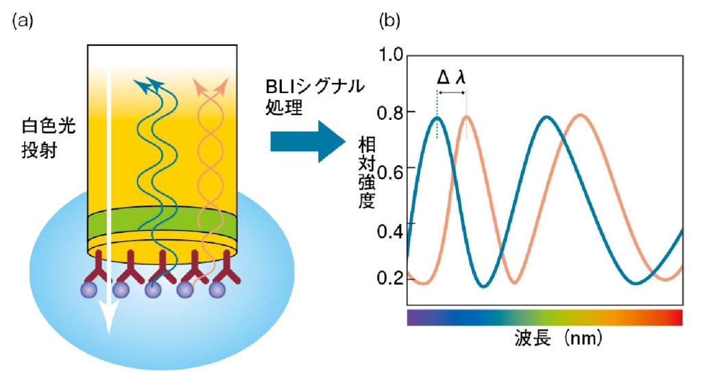 図2 BLIの原理 （a） センサーチップの内部から白色光を投射すると、屈折率が変化する界面で一部の光が反射する。それぞれの界面で反射した光同士が干渉を起こす。センサー表面に固定化した分子に他の分子が結合すると、反射の界面位置が変化する。それによって、反射光の干渉の仕方も変わる。（b）反射光のスペクトル上で、ピークのシフト（Δλ）が起こる。これを解析することで、センサー表面に形成された高分子の膜厚がわかる。